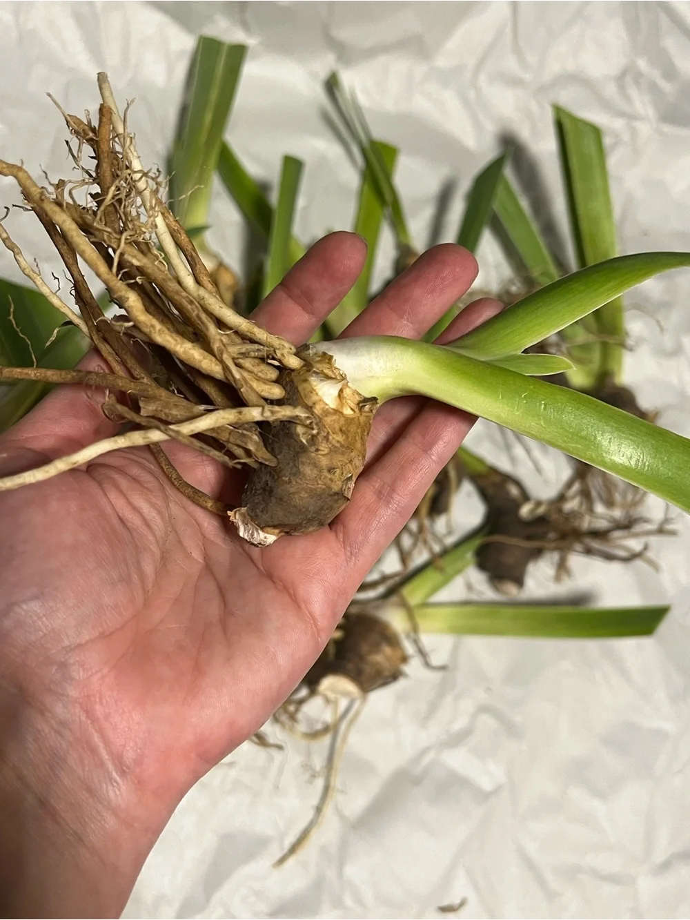 20 medium and small sizes rhizomes . Purple Iris for $20. See Pics.